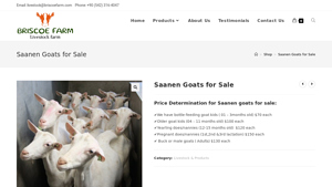 Briscoe Farm - Saanen Goats for Sale