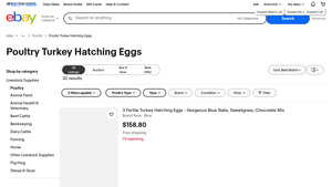 Turkey - Hatching Eggs
