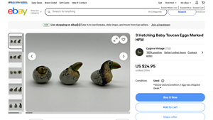 HFM - Hatching Baby Toucan Eggs