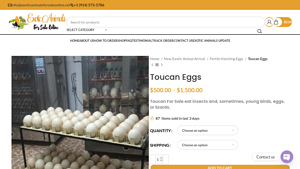 Exotic Animals - Toucan Eggs for Sale