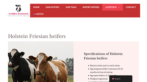 Firmaschaap - Holstein Friesian Heifers