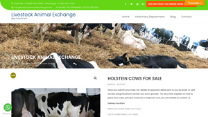 Livestock Animal Exchange - Holstein Cows For Sale