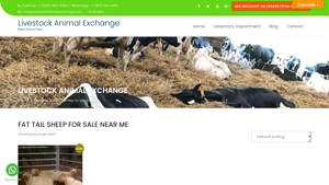 Livestock Animal Exchange - Awassi Sheep