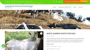 Saanen Goats - Live Healthy Livestock