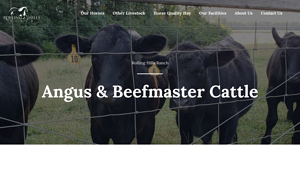 Rolling Hills Ranch - Angus and Beefmaster Cattle