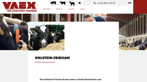 The Livestock Traders - Holstein-Friesian Cattle